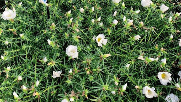 Portulacca Duna® ‘Peggy’ White ©P.Fayolle